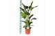 Strelitzia nicolai Strelitzia Nicolai p24 zonder bloem bl. 3 pp 