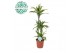Dracaena fragr. der. lemon lime Dracaena Lemon Lime p24, 75+30+10 3 pp 