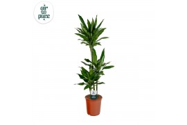 Dracaena frag. der. janet lind Dracaena Janet Lind p24, 75+30+10 (Air 