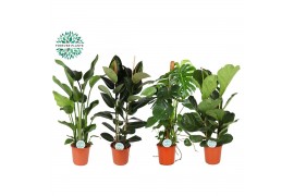 Kamerplanten mix groen Groenmix Forest p24 2 pp