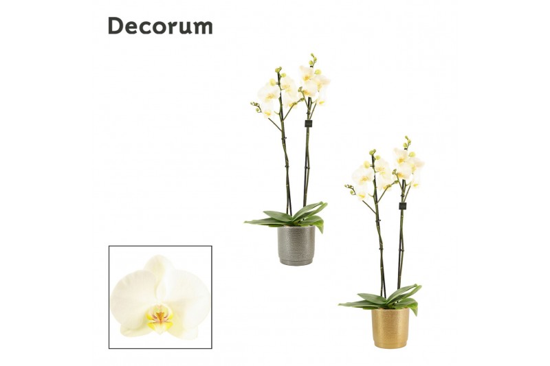 Phalaenopsis wit Phalaenopsis 2 tak 16+ wit in Gabriël (Deco-collectio 