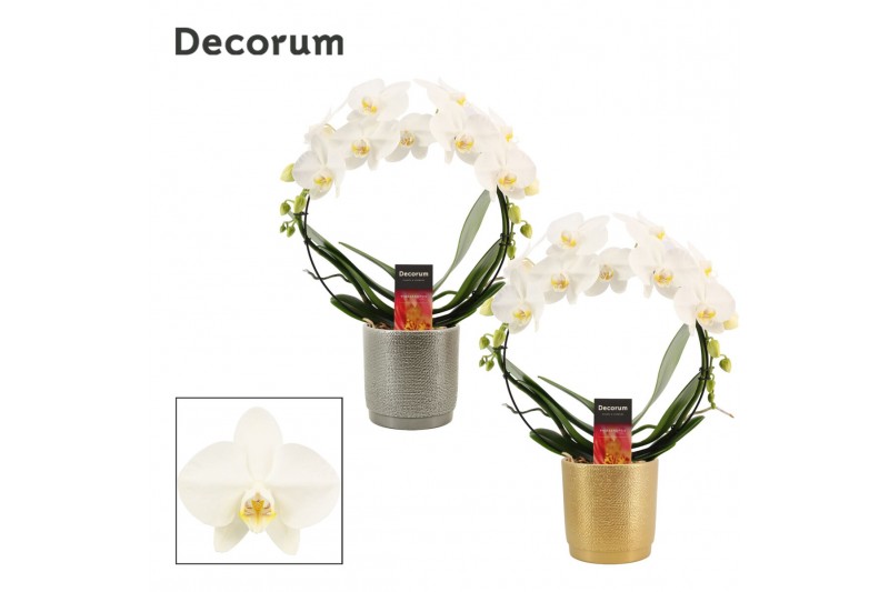 Phalaenopsis wit Phalaenopsis boog wit in Gabriël (Deco-collection) 14 