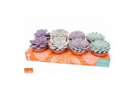 Echeveria mix Echeveria mix 12