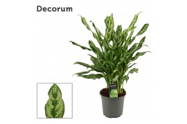 Aglaonema Miss Juliette 17cm