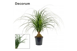 Beaucarnea recurvata Bol 17cm Decorum