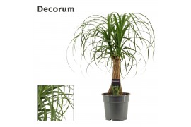 Beaucarnea recurvata Recht 17cm Decorum