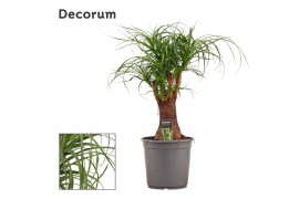 Beaucarnea recurvata Vertakt 24cm Decorum