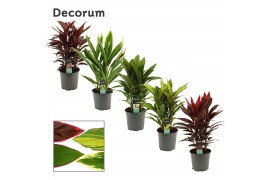 Cordyline fruticosa mix Mix 19cm