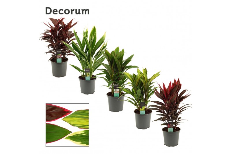 Cordyline fruticosa mix Mix 19cm 