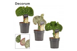 Euphorbia lactea Euphorbia Lactea 12 cm Mix (Decorum) 1 pp