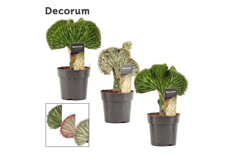 Euphorbia lactea Euphorbia Lactea 12 cm Mix (Decorum) 1 pp 