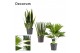 Groene planten mix Groenmix 12 cm (Decorum) 1 pp 
