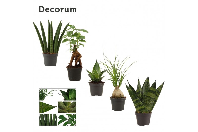 Groene planten mix Groenmix mini (Decorum) 1 pp 