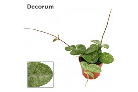 Hoya mathilde Hoya 6 cm Mathilde splash Decorum 2.5 - 4.9  cm 1 pp
