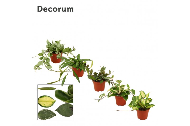 Hoya Hoya 9 cm mix (Decorum) 5.0 - 7.4  cm 1 pp 