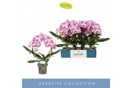 Phalaenopsis oranje Mirror Miracle Ariel 2 spike15 bl. 2 tak/plnt