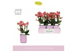 Phalaenopsis multiflora oranje Boquetto Charme 3-5 spike in Molise Lil