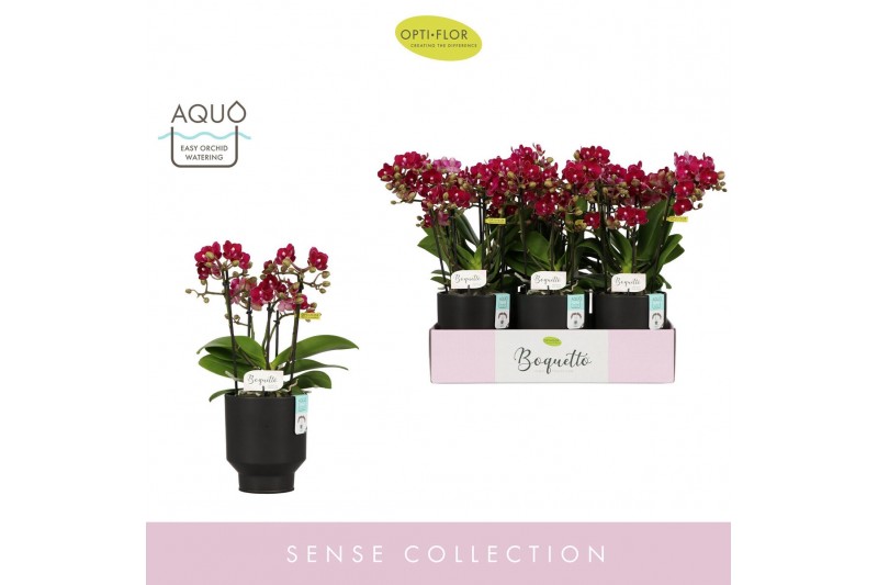 Phalaenopsis multiflora rood Boquetto Temptation 3-5 spike in Emilia B 