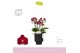 Phalaenopsis multiflora rood Boquetto Temptation 3-5 spike in Emilia B 