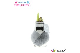 Hippeastrum gewaxt No Water Flowers Waxz® Giletz Bow Tie2 tak/plnt