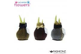 Hippeastrum gewaxt No Water Flowers® Fashionz Elegant2 tak/plnt