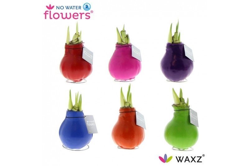 Hippeastrum gewaxt No Water Flowers Waxz® Happy Mix2 tak/plnt 