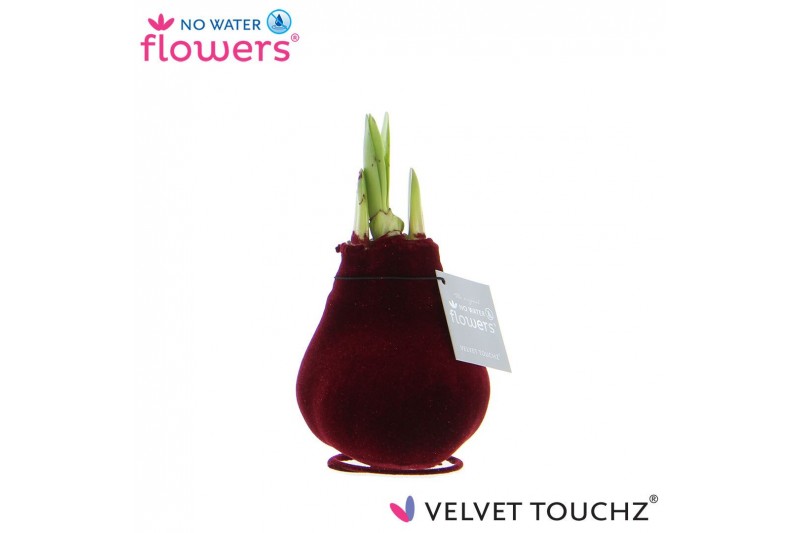 Hippeastrum gewaxt No Water Flowers Velvet Touchz® Bordeaux2 tak/plnt 
