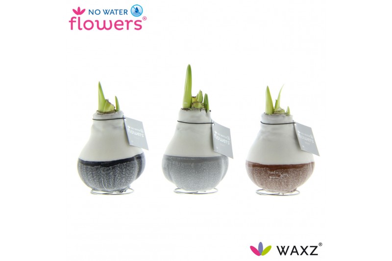 Hippeastrum gewaxt No Water Flowers Waxz® Dipz Natural2 tak/plnt 