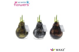 Hippeastrum gewaxt No Water Flowers® Antiquez Mix2 tak/plnt