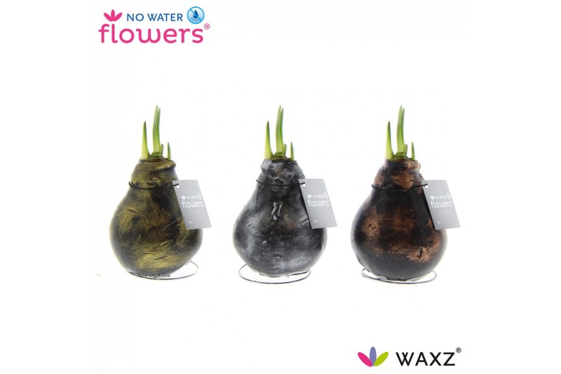 Hippeastrum gewaxt No Water Flowers® Antiquez Mix2 tak/plnt 