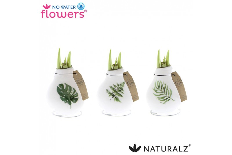 Hippeastrum gewaxt No Water Flowers® Naturalz® Botanical Mix2 tak/plnt 