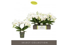 Phalaenopsis wit Tablo Champagne 2 spike25 bl. 2 tak/plnt