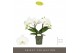 Phalaenopsis wit Tablo Champagne 2 spike25 bl. 2 tak/plnt 