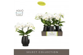 Phalaenopsis wit Tablo Champagne 2 spike in Abruzzo Black Aquo25 bl. 2