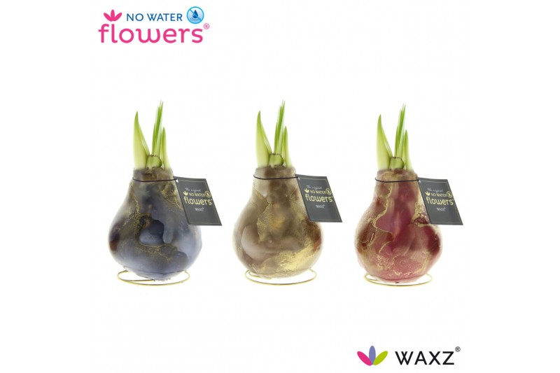 Hippeastrum gewaxt No Water Flowers® Univerz Jupiter2 tak/plnt 