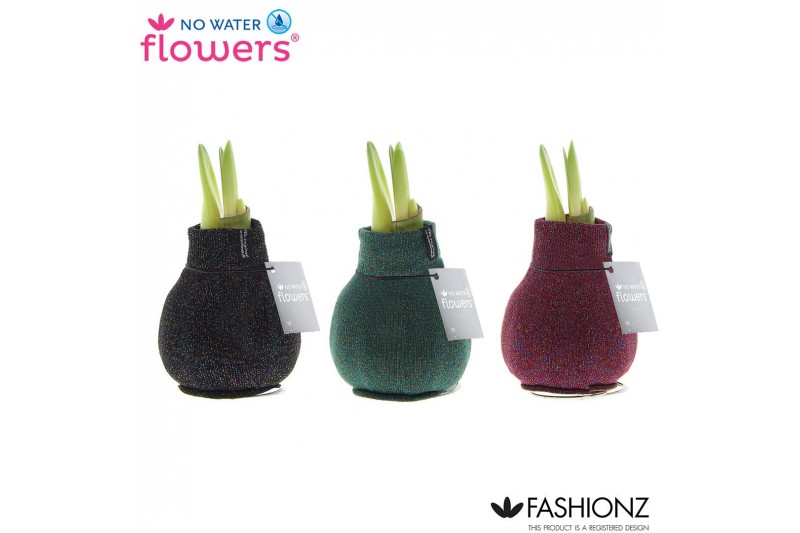 Hippeastrum gewaxt No Water Flowers® Fashionz Patternz Shine2 tak/plnt 