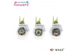 Hippeastrum gewaxt No Water Flowers® Craftz - Christmas Eve2 tak/plnt