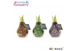 Hippeastrum gewaxt No Water Flowers® Galaxy Polaris Mix2 tak/plnt