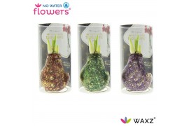 Hippeastrum gewaxt No Water Flowers® Galaxy Polaris Mix in Koker2 tak/