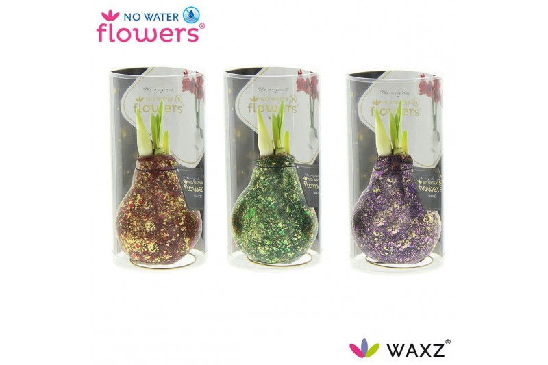 Hippeastrum gewaxt No Water Flowers® Galaxy Polaris Mix in Koker2 tak/ 