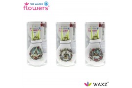 Hippeastrum gewaxt No Water Flowers® Craftz - Christmas Eve in Koker 2