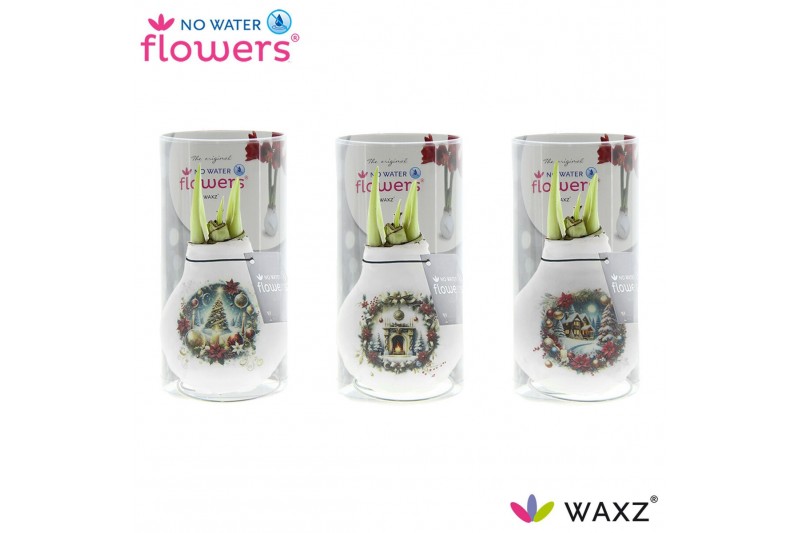 Hippeastrum gewaxt No Water Flowers® Craftz - Christmas Eve in Koker 2 