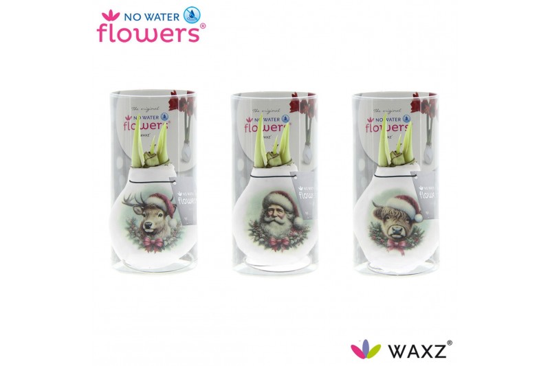 Hippeastrum gewaxt No Water Flowers® Craftz - Santa & Friends in Koker 