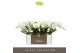 Phalaenopsis wit Tablo Champagne 2 spike 25 bl. 2 tak/plnt 
