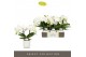 Phalaenopsis wit Tablo Champagne 2 spike in Lazio White 25 bl. 2 tak/p 