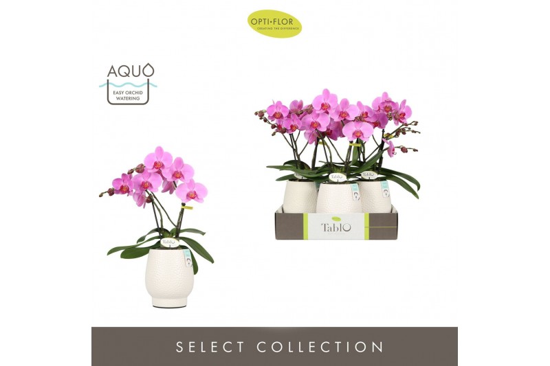 Phalaenopsis roze Tablo Pink Lady 2 spike in Abruzzo White Aquo 25 bl. 