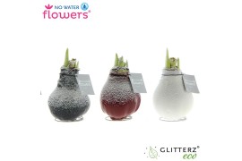 Hippeastrum gewaxt No Water Flowers Waxz® Snow2 tak/plnt