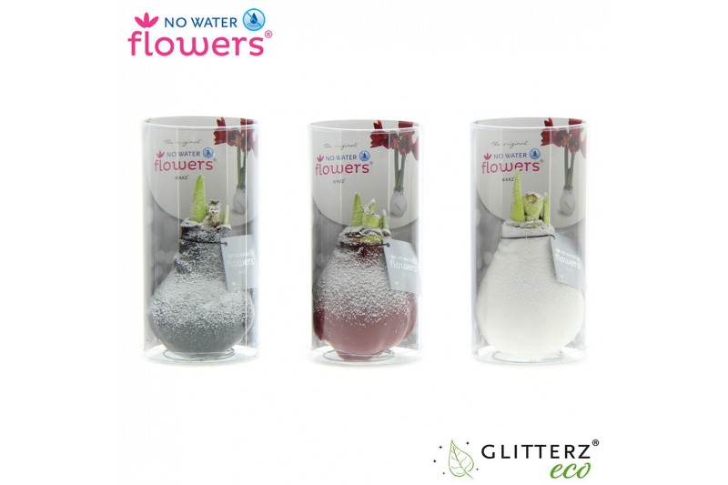 Hippeastrum gewaxt No Water Flowers Waxz® Snow in Koker2 tak/plnt 