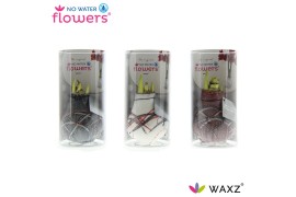 Hippeastrum gewaxt No Water Flowers Waxz® Art v Gogh in Koker2 tak/pln