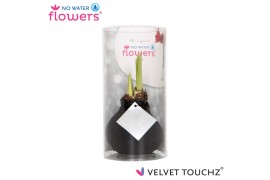 Hippeastrum gewaxt No Water Flowers Velvet Touchz® Black in koker2 tak